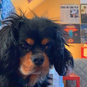 Meet your Posher, Reese